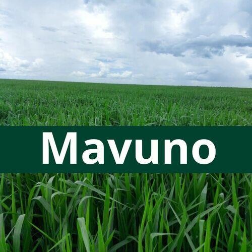 Mavuno (Brachiaria Hibrida Mavuno Peletizada 10Kg)