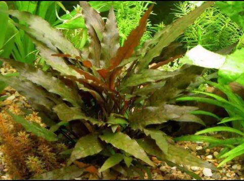 Comprar Cryptocoryne wendtii Brown - a partir de R$13,30