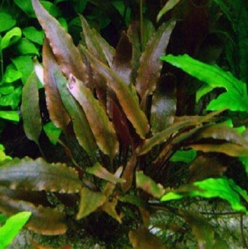 Comprar Cryptocoryne wendtii Brown - a partir de R$13,30