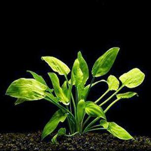 Comprar Cryptocoryne Verde / wendtii green - a partir de R$13,30