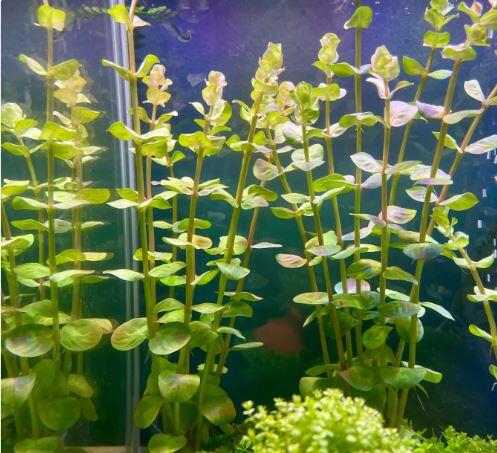 Comprar Cryptocoryne Verde / wendtii green - a partir de R$13,30