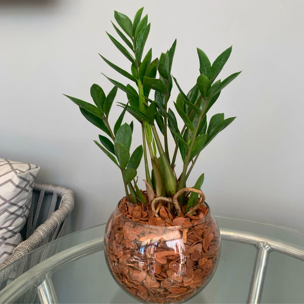 Terrário Mini Zamioculca no Vaso de Vidro - Decoração de Mesa, Planta ...