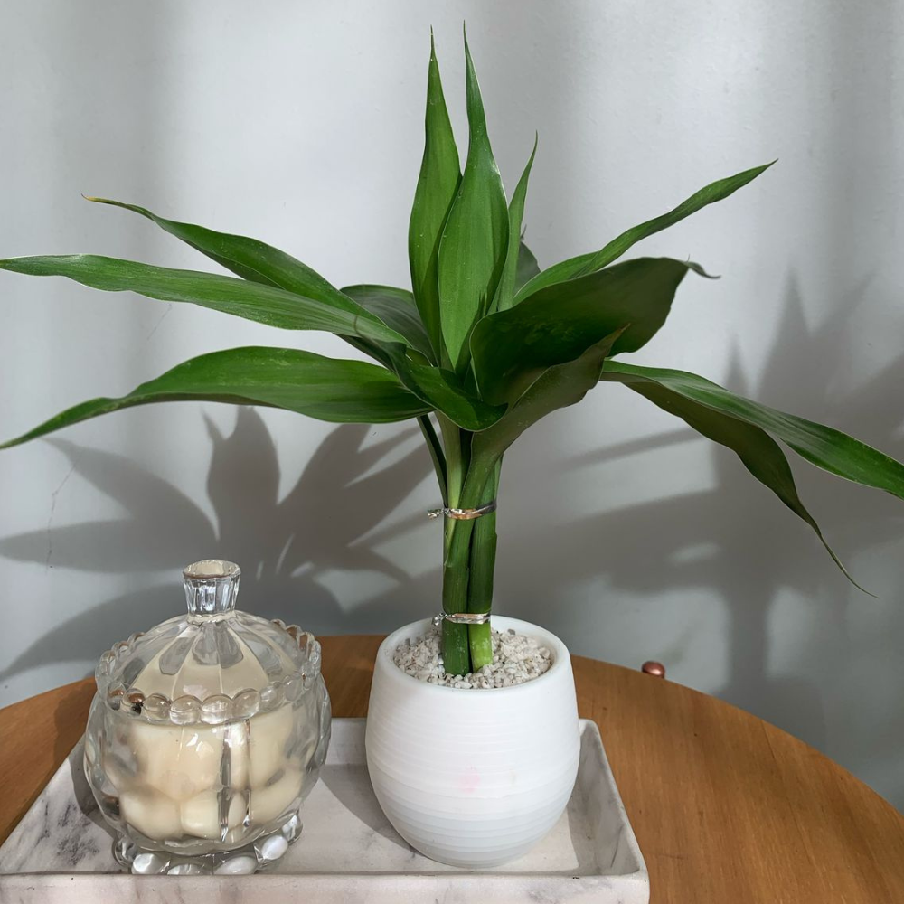 Bambu da Sorte (Dracaena) no Vaso - Planta para Prosperidade e Riqueza ...