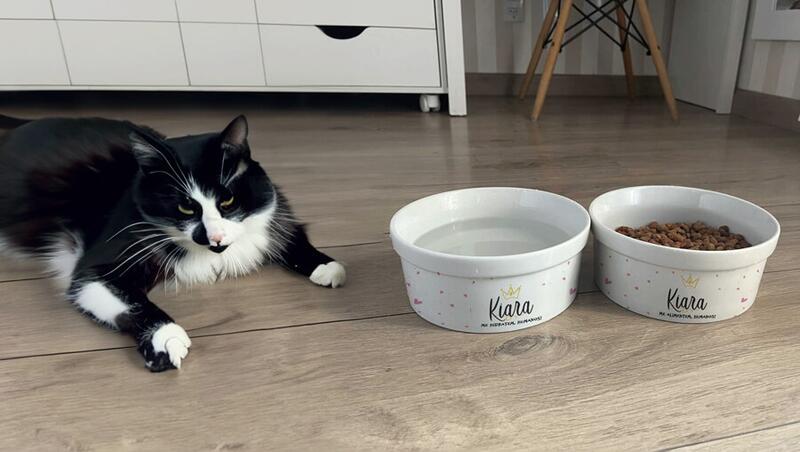 Acne Felina - trocar o comedouro do seu gato por um de cerâmica ajuda muito na prevenção e tratamento