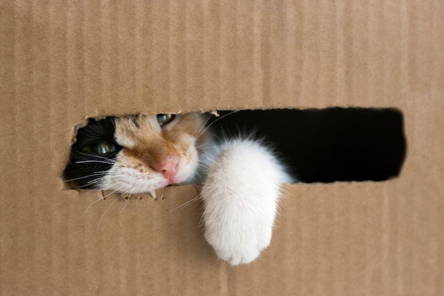 Porque os Gatos Adoram entrar em Caixas?