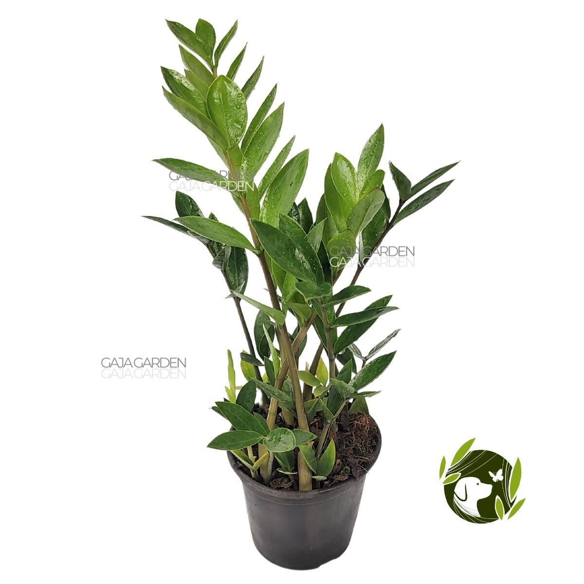 常緑樹 Little Gem 約48㌢ B Comprar Zamioculcas Mini Pote 09 cm