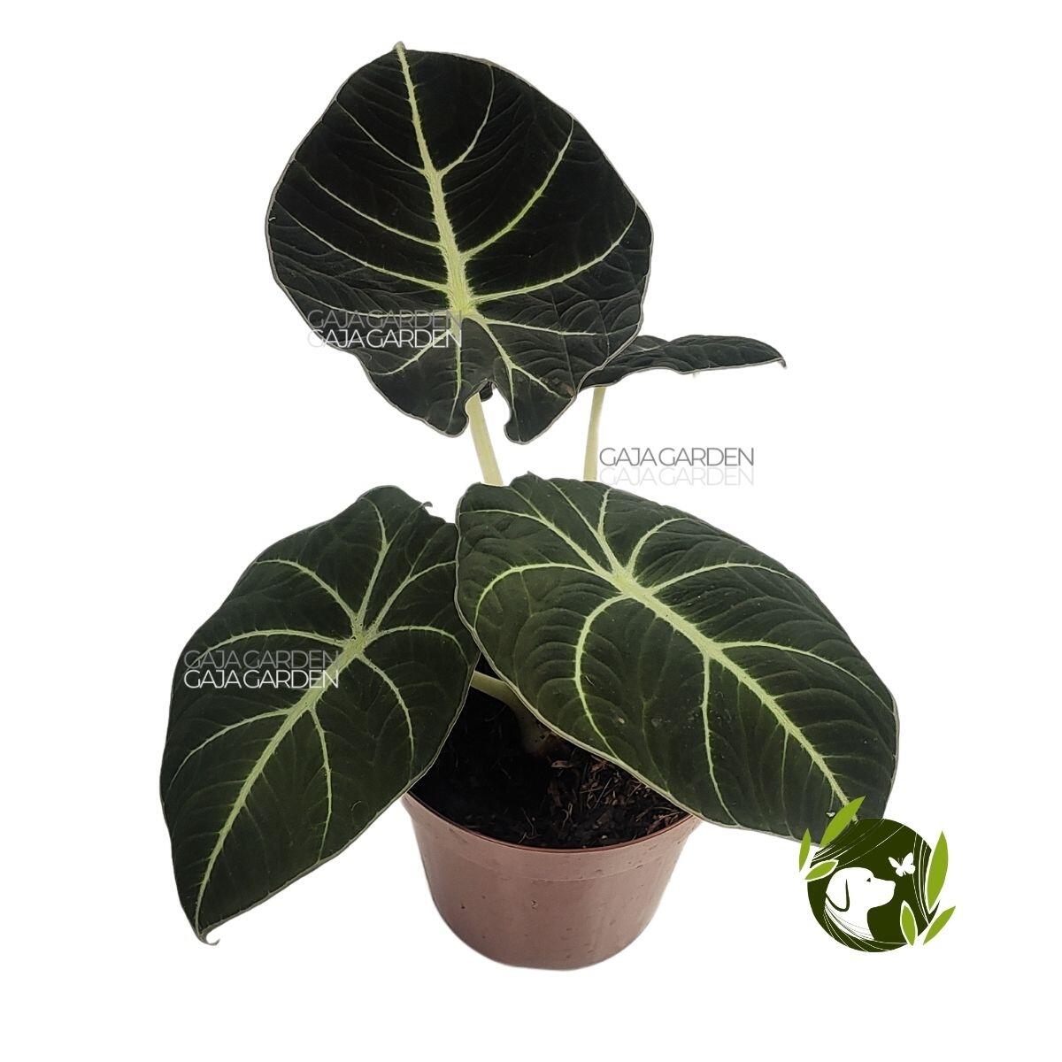 Comprar Alocasia Black Velvet Pote 12 cm