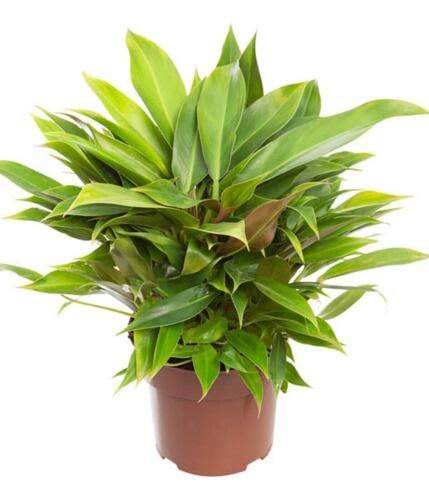 philodendron hastatum 'silver queen' Philodendron 'Silver Sword' - 4
