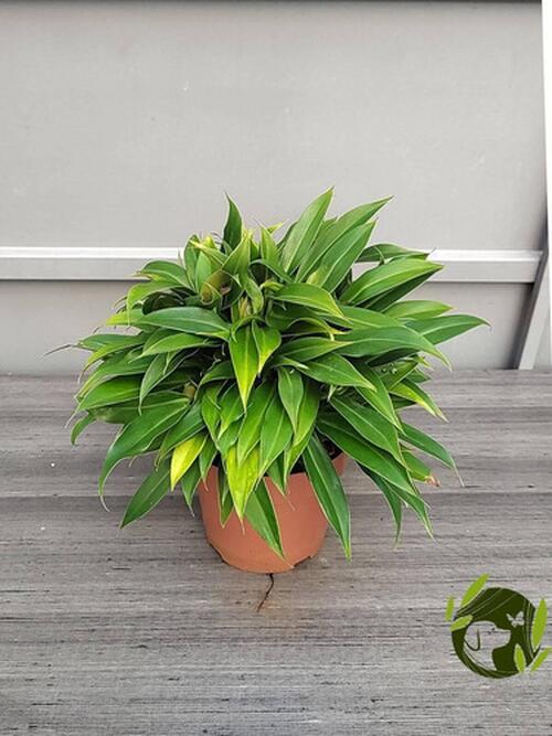 Comprar Philodendron Little Phil Pote 17 cm