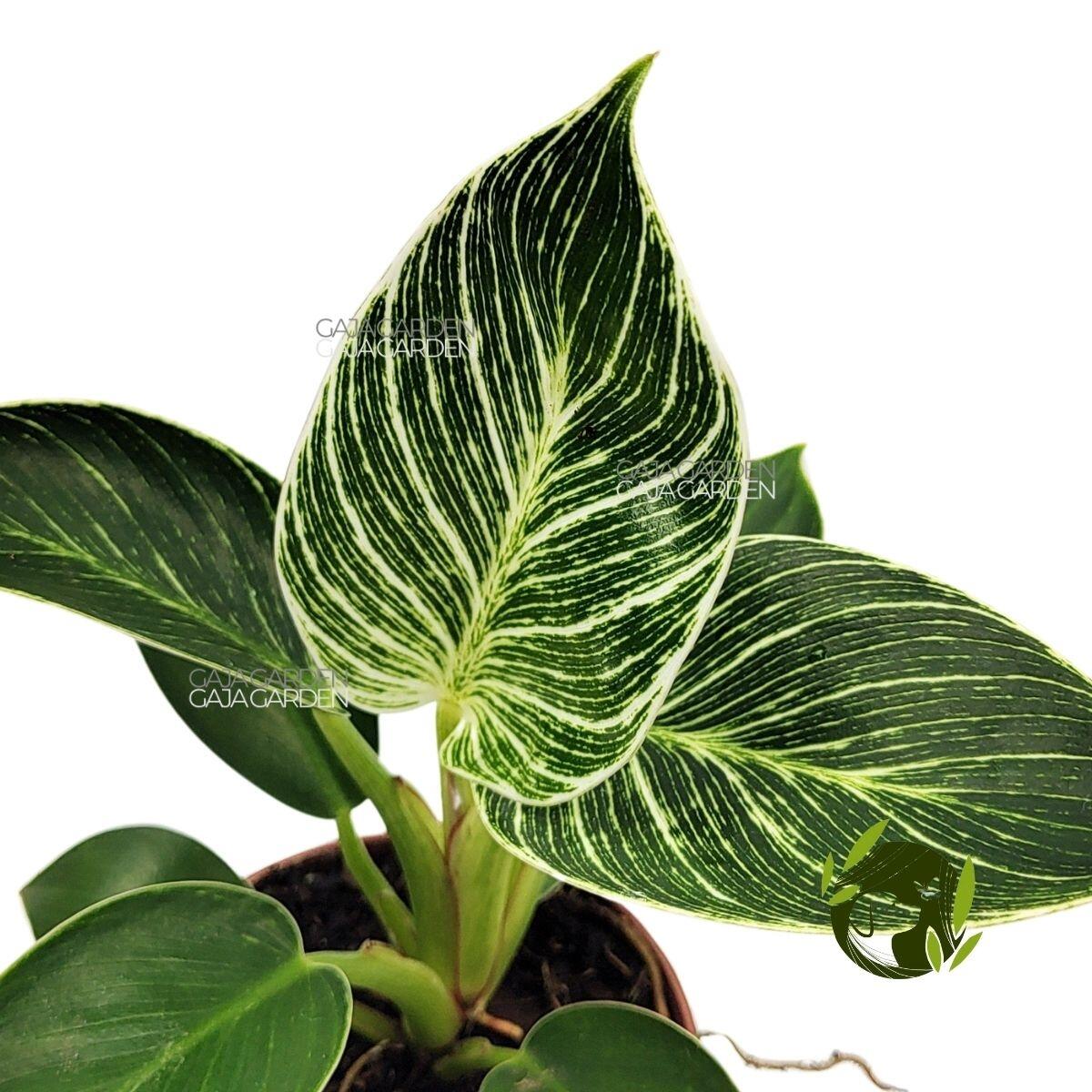 Comprar Philodendron Birkin Pote 12 cm - a partir de R$37,98