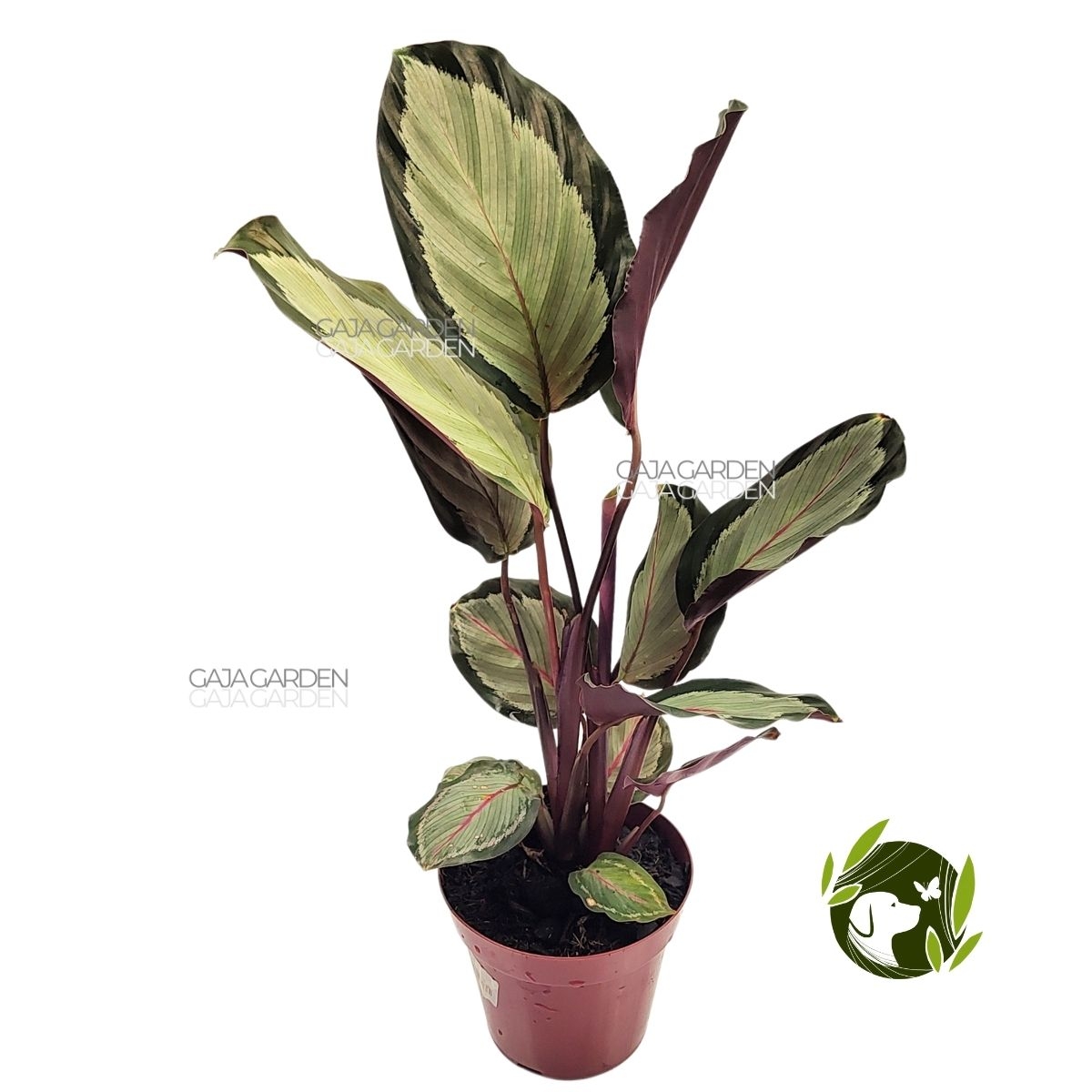 Comprar Calathea Saturno Maranta Rara P12 Planta Natural Gaja Garden