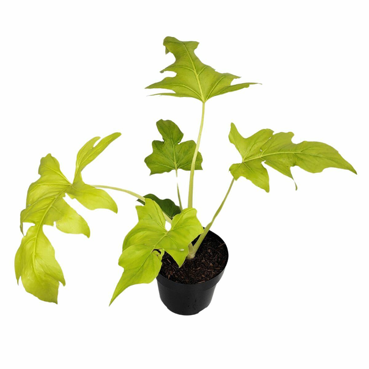 Comprar Philodendron Selloum Gold Muito Raro P17 Planta Natural