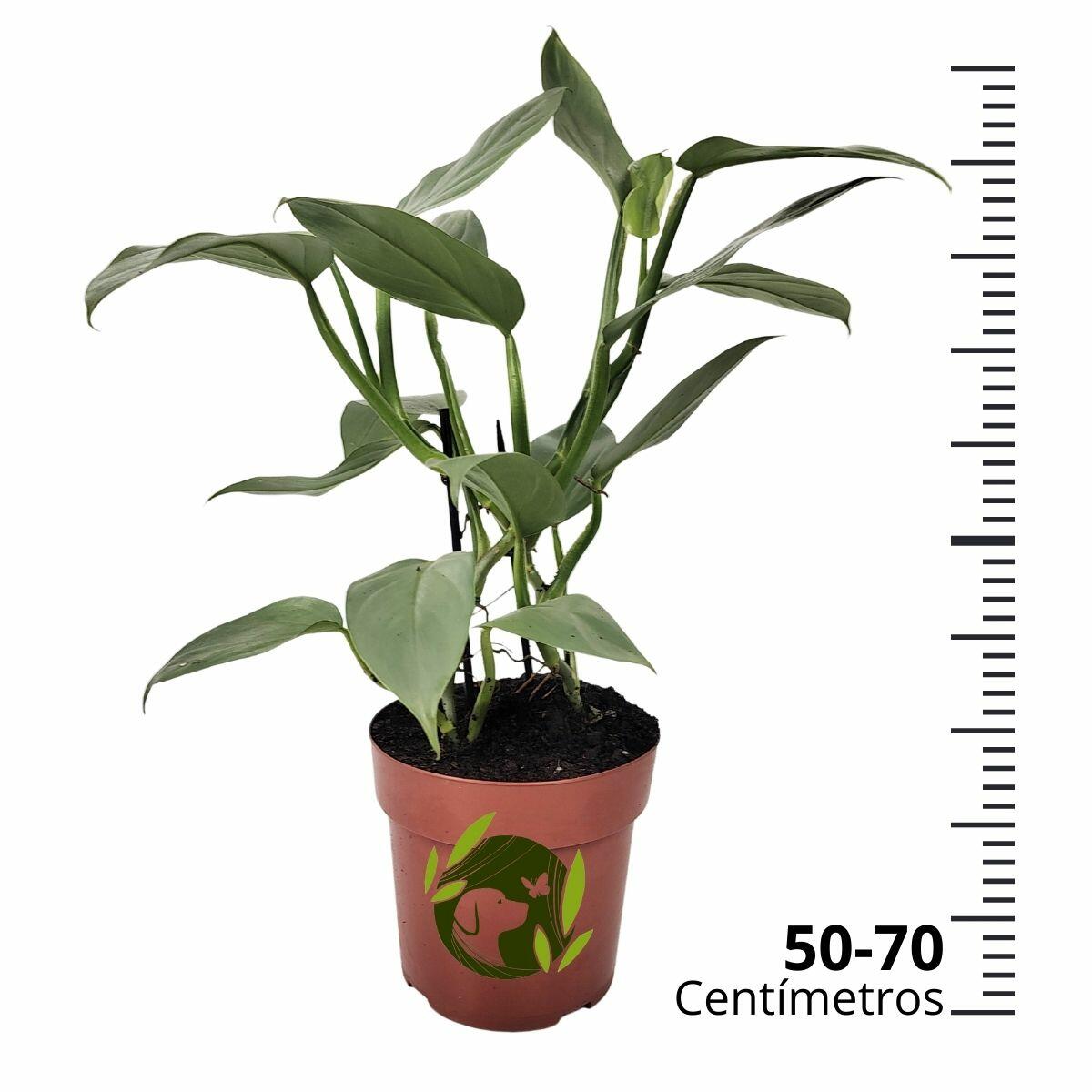 Comprar Philodendron Grey Hastatum Silver Pote 17 cm
