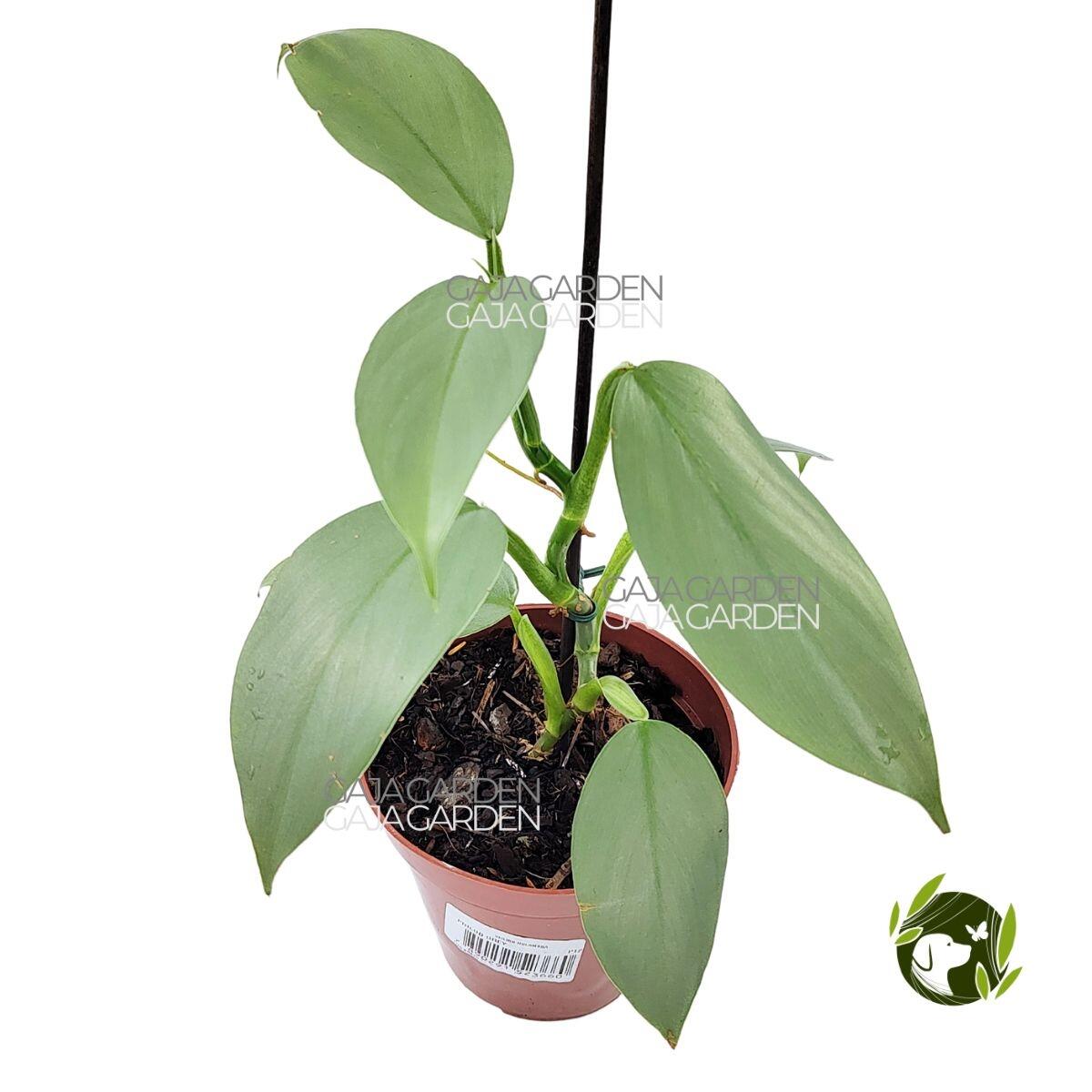 Comprar Philodendron Grey Hastatum Silver Pote 12 cm