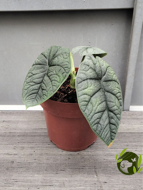Comprar Alocasia Melo Rhino Skin Pote 17 cm