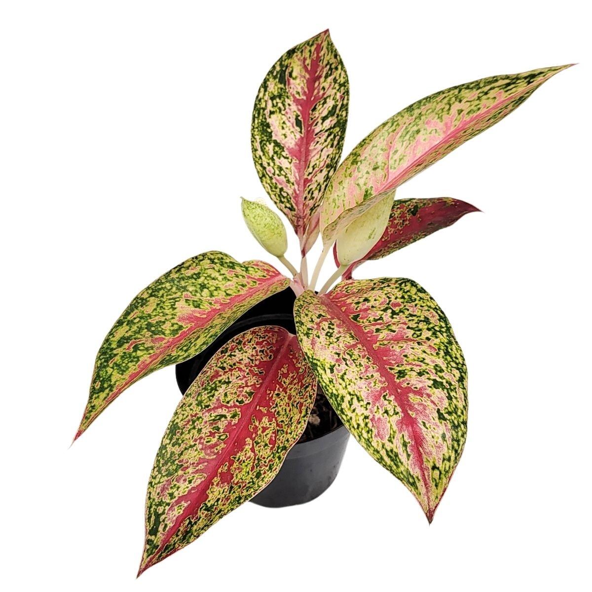 Comprar Aglaonema Lainthong Pintas Amarelas Pote 12 cm
