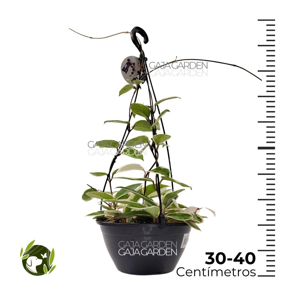 Comprar Hoya Carnosa Krimson Queen Flor de Cera Cuia 21 cm