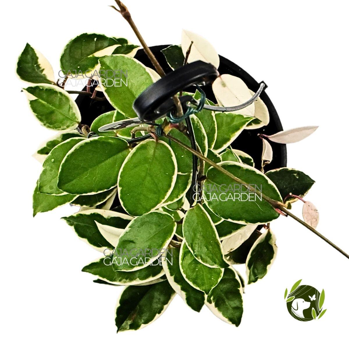 Comprar Hoya Carnosa Krimson Queen Flor de Cera Cuia 21 cm