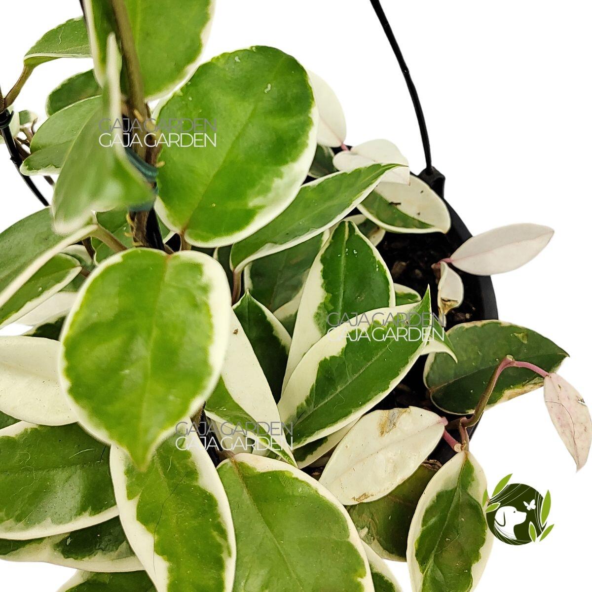 Comprar Hoya Carnosa Krimson Queen Flor de Cera Cuia 21 cm