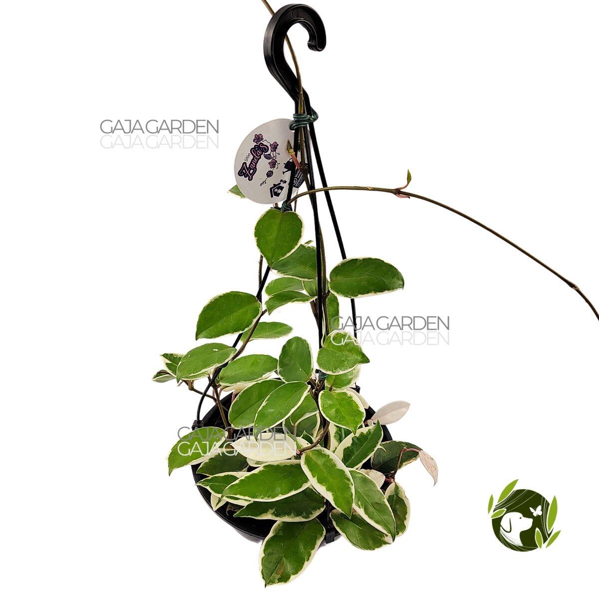Comprar Hoya Carnosa Krimson Queen Flor de Cera Cuia 21 cm