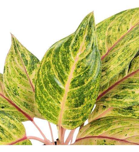 fiddle fig house plant Ficus Lyrata 'Fiddle Leaf Fig'