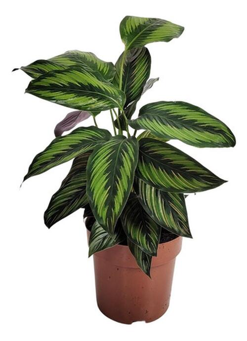 サービス1点 アロカシアalocasia longiloba miq var Alocasia