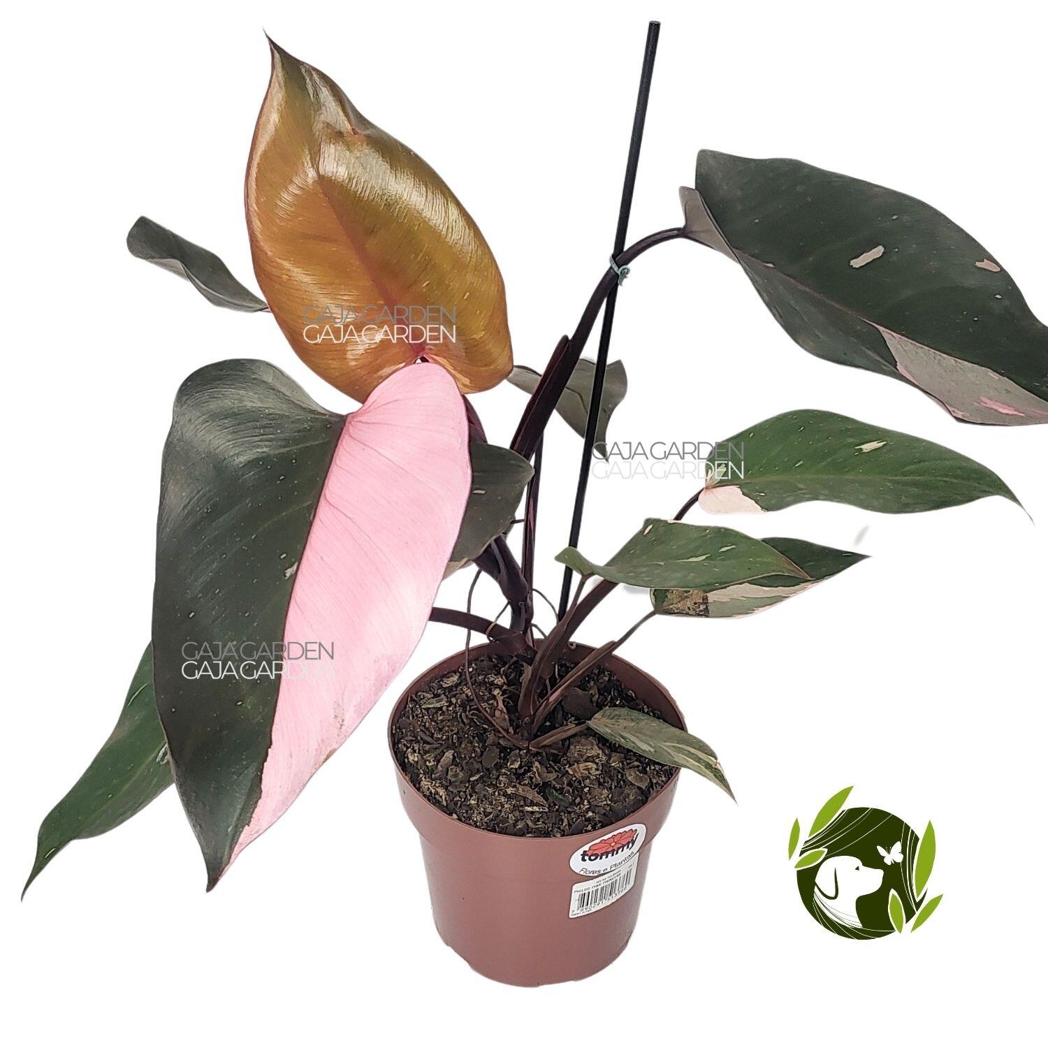 Comprar Philodendron Pink Princess Pote 17 cm