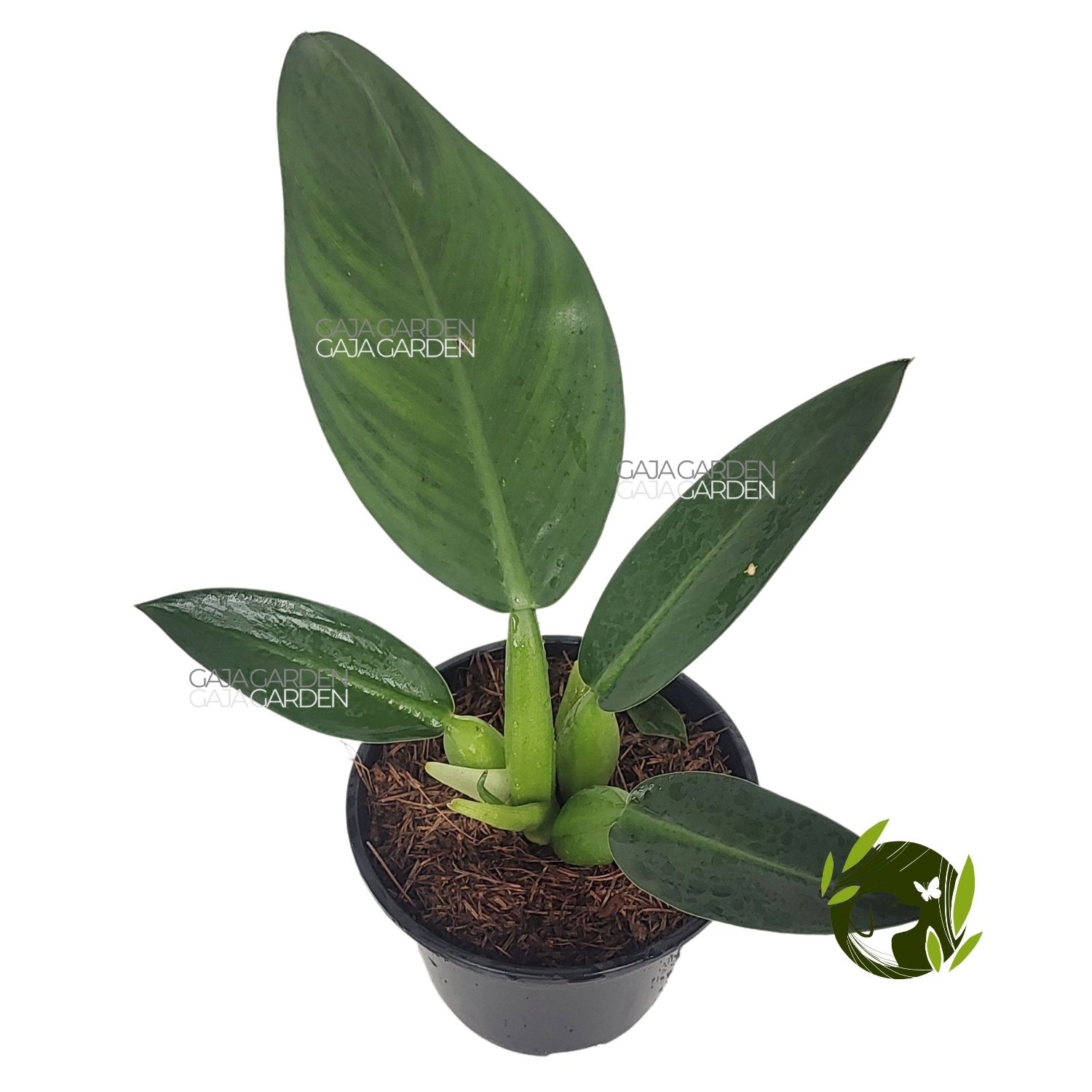 Comprar Pacová Babosa De Pau Pote 15 cm