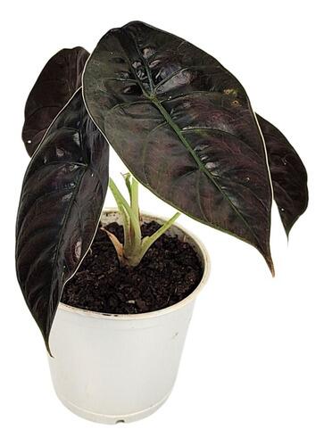 Comprar Alocasia Azlanii Pote 12 cm