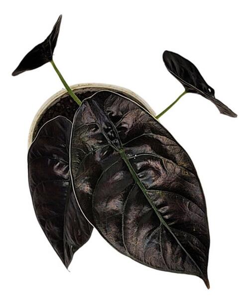 Comprar Alocasia Azlanii Pote 12 cm