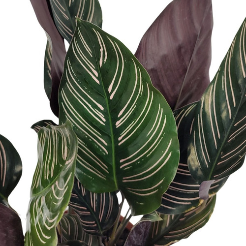 Marantha Riscada Comprar Calathea Ornata Maranta Riscada Pote 17 cm
