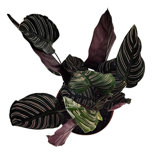 Marantha Riscada Comprar Calathea Ornata Maranta Riscada Pote 17 cm