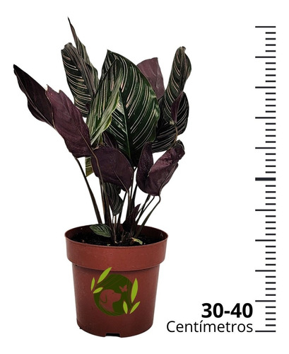 Marantha Riscada Comprar Calathea Ornata Maranta Riscada Pote 17 cm