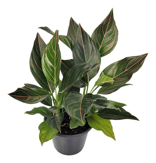 Comprar Aglaonema Tropics Luckiest Rotundum Pote 15 cm - a partir