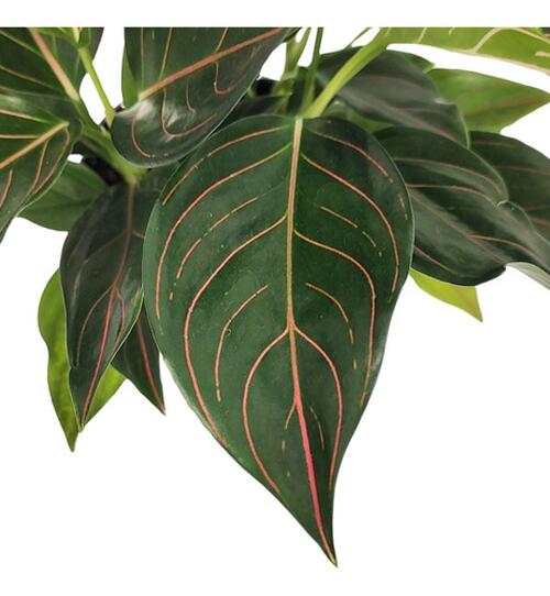 Comprar Aglaonema Tricolor Pote 12 cm - Gaja Garden