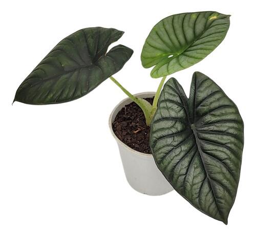 Comprar Alocasia Nebula Imperialis Pote 12 cm