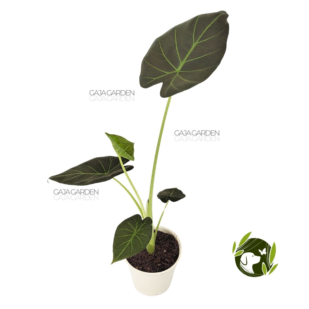 Comprar Alocasia Regal Shield Rara P12 Planta Natural Gaja Garden