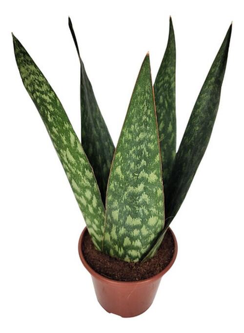 LA便　Aglaonema pictum tricolor ’Endor’ Aglaonema pictum 'Tricolor' - Comprar em Folhas Raras