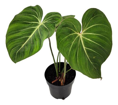 その他観葉植物 Philodendron gloriosum 'Radiante' Comprar Philodendron Gloriosum Pote 17 cm - a partir de R$64,02