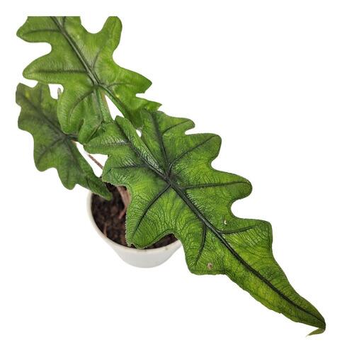 Comprar Alocasia Jacklyn Tandurusa Pote 12 cm
