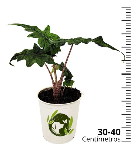 Comprar Alocasia Jacklyn Tandurusa Pote 12 cm - a partir de R$41
