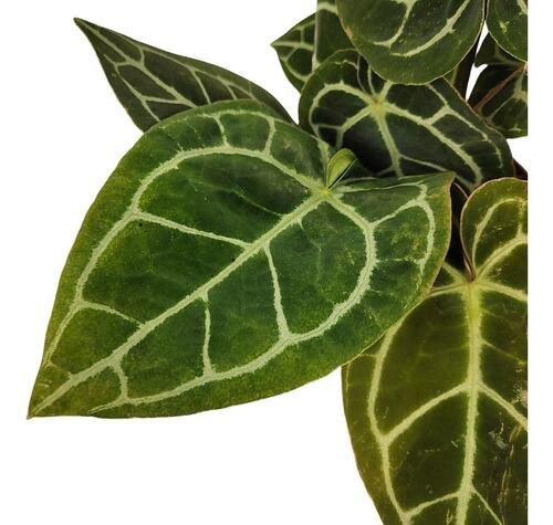 サービス1点 アロカシアalocasia longiloba miq var Alocasia