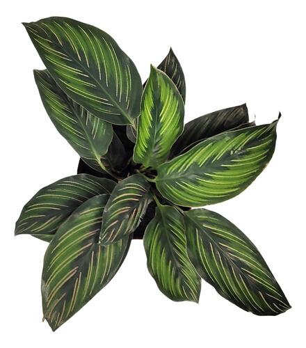 Comprar Calathea Princeps Pote 12 cm