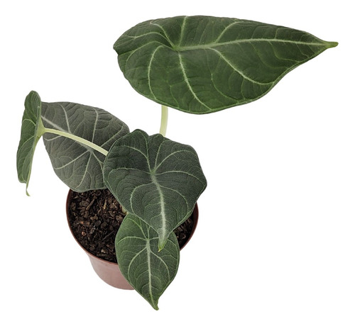 Comprar Alocasia Maharani Pote 12 cm - Gaja Garden