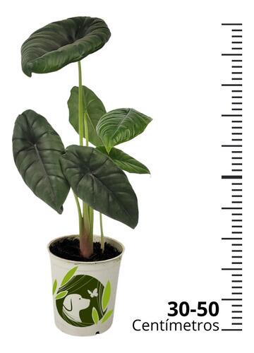 Comprar Alocasia Puncak Borneensis Pote 12 cm
