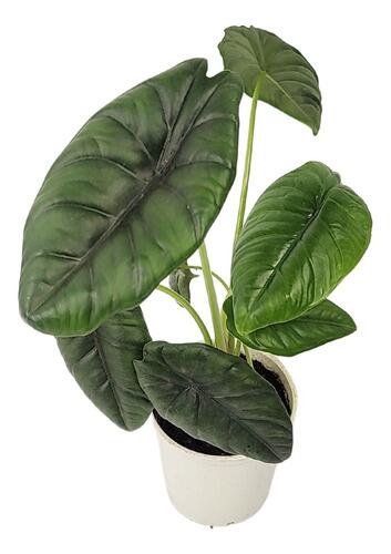 Comprar Alocasia Puncak Borneensis Pote 12 cm