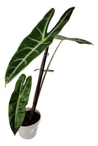 アロカシアalocasia longiloba miq var Comprar Alocasia Longiloba Pote 12 cm