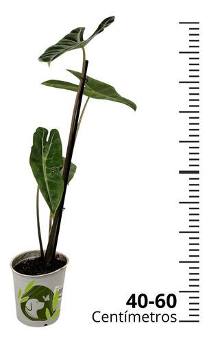 Comprar Alocasia Longiloba Pote 12 cm