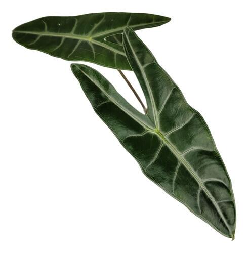 var miq longiloba アロカシアalocasia アロカシア・ロンギローバ プラントソサエティ I インドアプランツ I フラワー・ガーデニング