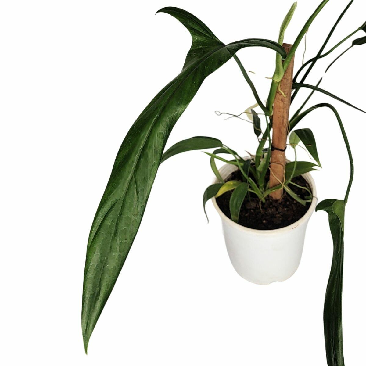 philodendron enjoy Philodendron Jose Buono